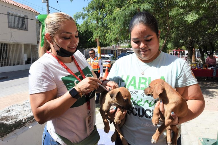 Salud Municipal Emite Recomendaciones Para Proteger A Mascotas Del Fr O